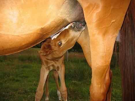 Anden særlig race royal Deluxe - Den første tår billede 7