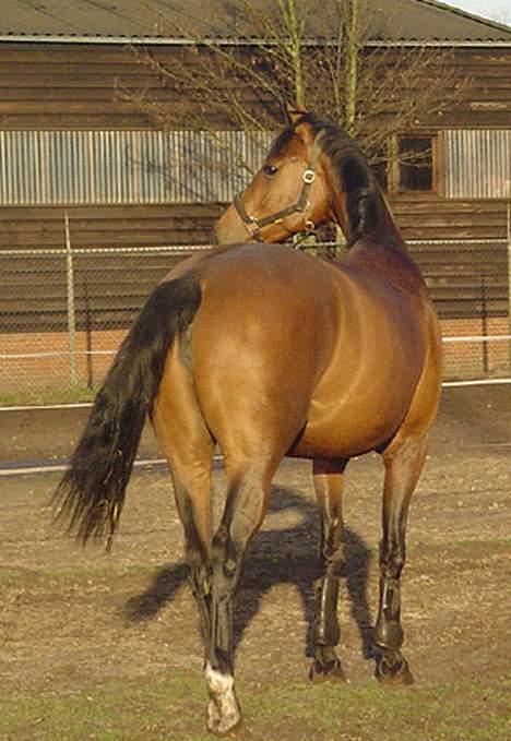 Tysk Varmblod / Rheinländer AK's Alinea billede 6