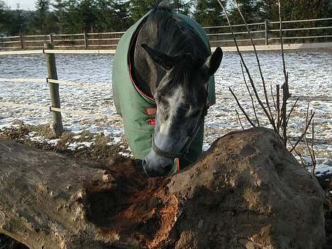 Sportsaraber (A) Snehvide - Snehvides yndlingsbeskæftigelse - at gnaske i træer billede 6