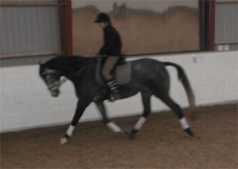 Sportsaraber (A) Snehvide - Snehvide under rytter. Februar 2005. Billedet er desværre ikke så godt grundet lyset i ridehuset :-( billede 7