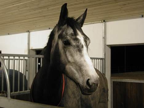 Sportsaraber (A) Snehvide - Snehvide kigger ud på staldgangen fra sin boks billede 9