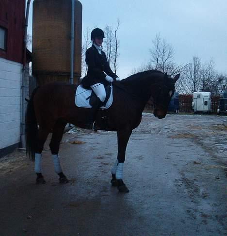 Hannoveraner Aktiv Igen (DØD) - stævne på ØRK billede 9