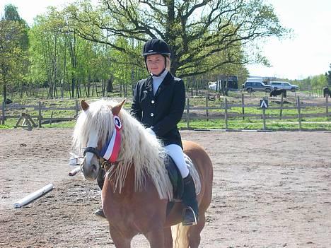 Haflinger AMOR - Her har Amor vunnet sin første 1 premie billede 5