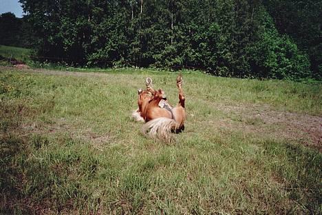 Haflinger AMOR - Måtte bare klø meg billede 6