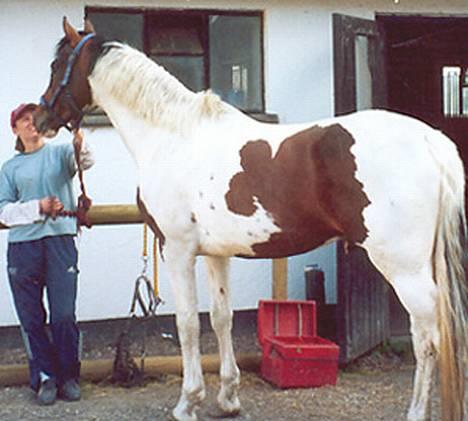 Anden særlig race irish sun - Maria og Sun, juni 2003 billede 4