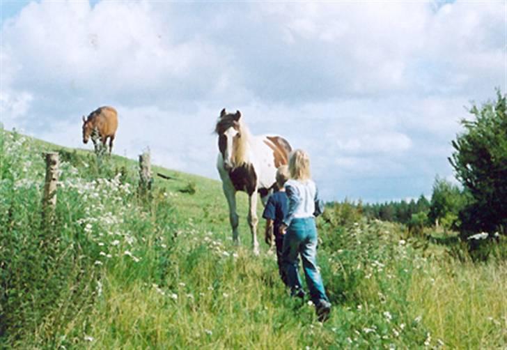 Anden særlig race irish sun - Hoppen Piaf, Sun, Rune og Mira, juli 2004 billede 6