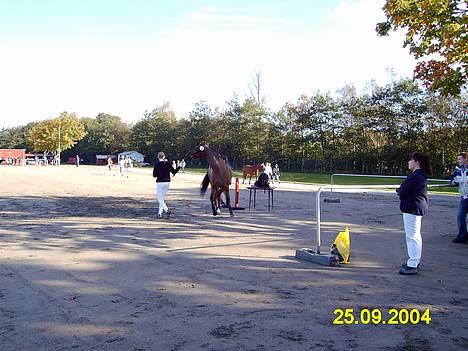 Sportsaraber (A) Limbo *R.I.P* - Dette billede er taget ved Storehestedag i Roskilde år 2004 billede 6