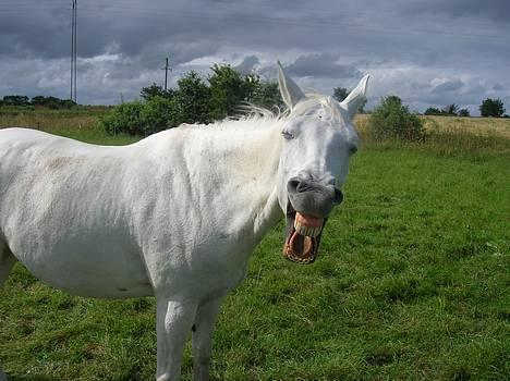 Connemara Hannibal Surprice (solgt) - Hannibal er en smule træt billede 5