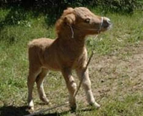 Dansk Miniature Vandstedlunds Antica - er jeg ikke bare sød???? billede 1