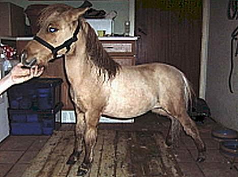 Dansk Miniature Vandstedlunds Antica - nyklippet og badet billede 2