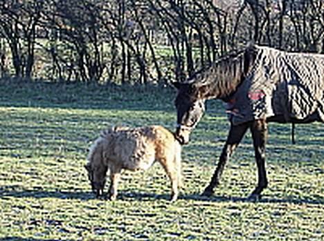 Dansk Miniature Vandstedlunds Antica - hun lugter nu godt!!! billede 6