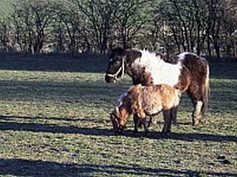 Dansk Miniature Vandstedlunds Antica - jubiii een til at tage sig af billede 7