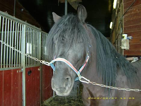 Koldblodstraver Garli Eld - På gangen! billede 5