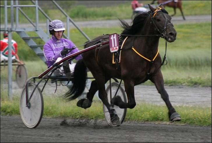 Koldblodstraver Garli Eld - <3 billede 6