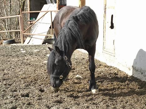 Koldblodstraver Garli Eld - Ute=D billede 7