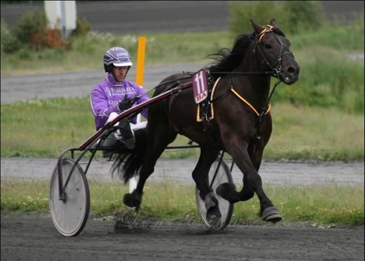 Koldblodstraver Garli Eld - Såå søt! billede 8