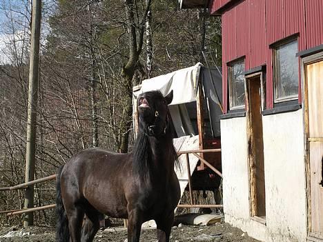 Koldblodstraver Garli Eld - <3<3<3 billede 9