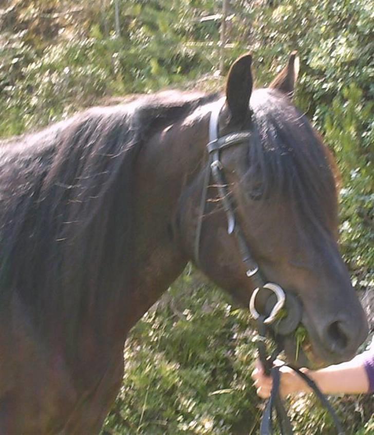 Koldblodstraver Garli Eld - Ridetur 8. juli 2008 billede 10