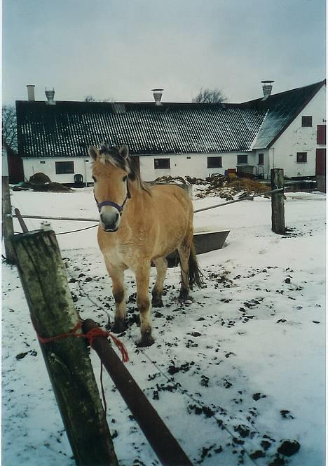Fjordhest Bonney... - Bonney i 2001... billede 6