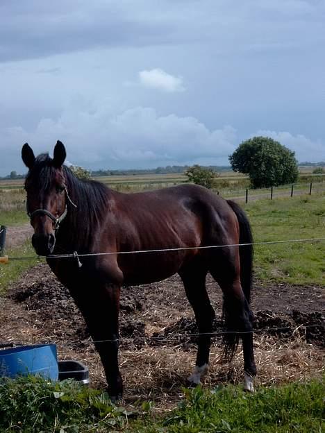 Traver Olfert Speedy billede 7