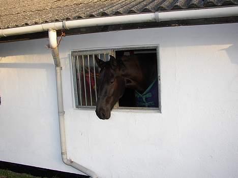 Anden særlig race Blackie(black beauty) - blackie stå og kigge ud af vinduet.. billede 3