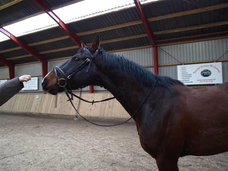 Dansk Varmblod  Loke *Solgt* billede 5