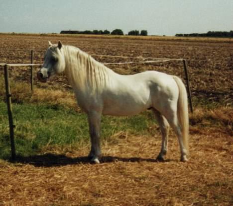 Welsh Mountain (sec A) Tanggårds Aladdin - Aladdin går i stod med sine hopper. Dette billede er taget sommeren 2003, hvor han gik med to hopper og føl. billede 4