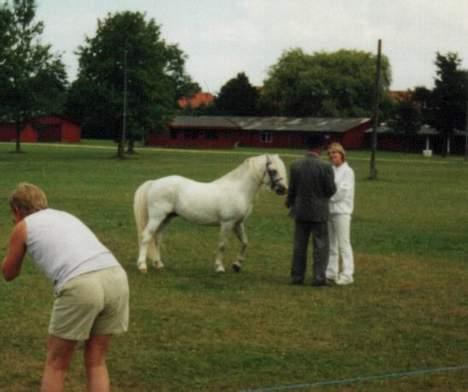 Welsh Mountain (sec A) Tanggårds Aladdin - Her er Aladdin blevet res. hingstechampion, 2003. Dommeren lykønsker! billede 5