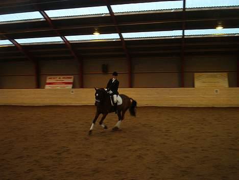 Hannoveraner Aktiv Igen (DØD) - Stævne på Gribskov LA1 billede 8