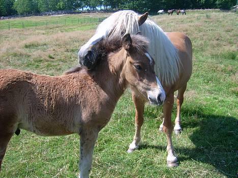Haflinger AMOR - Amor ble stefar i sommer,føllet diltet etter Amor hele tiden, billede 7