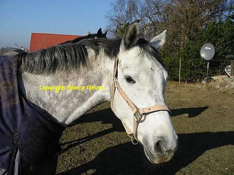 Holstener Waltzing Mathilda (Smill) - Lige et lille profilbillede jeg lige var ude på folden og tage i dag (7. Februar 2005) billede 4