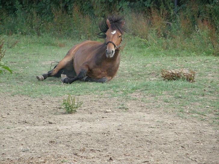 Connemara Bredemadgaards Astaldo billede 2