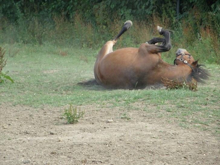 Connemara Bredemadgaards Astaldo - Hihi.. Det er hans søster der står og snuser til os..  billede 3