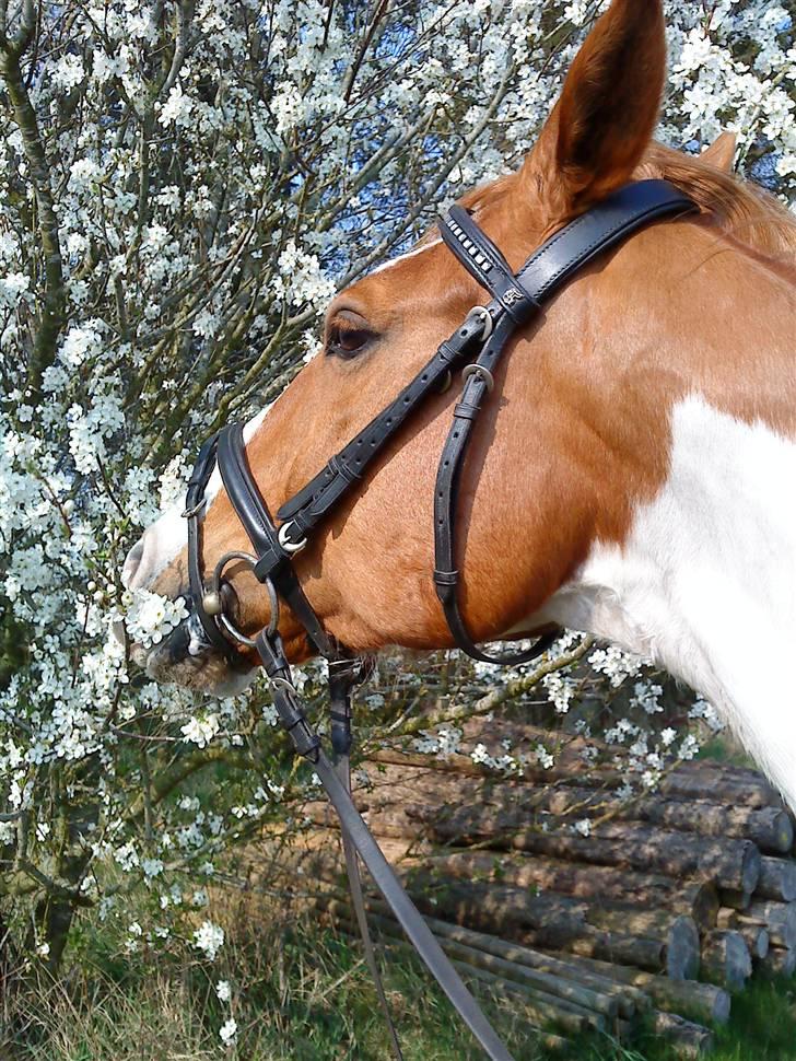 Pinto Chivas Regal - sommer 09 billede 5