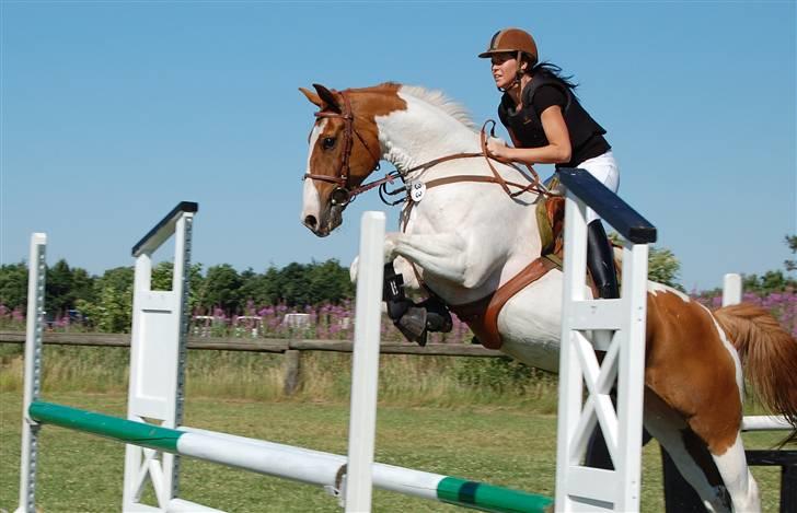 Pinto Chivas Regal - Chivas og Julie i Hodsager.... de kan bare det der!!!! billede 6