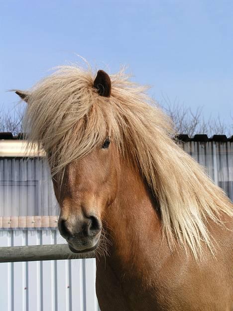 Islænder Rauður fra Kransmose - Røde påsken ´06 billede 1