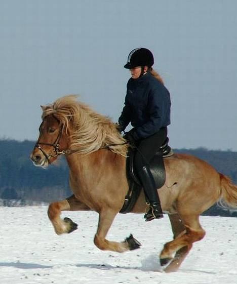 Islænder Rauður fra Kransmose - Rauður galop, marts ´06 billede 2