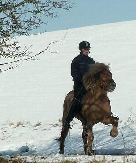 Islænder Rauður fra Kransmose - Rauður i tølt, marts ´06 billede 5
