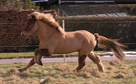 Islænder Rauður fra Kransmose - Galop på folden, 26. feb. ´05 billede 8