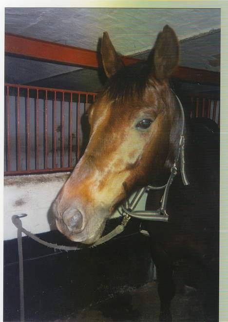 Anden særlig race Obelix - Obelix på staldgangen lige før en ridetur billede 2