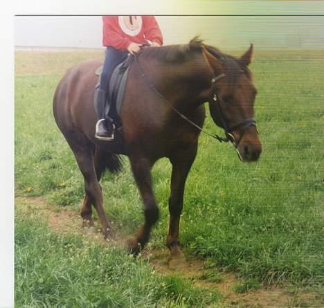 Anden særlig race Obelix - Obelix og min kusine, glemte lige at få hendes hoves med;-) billede 3