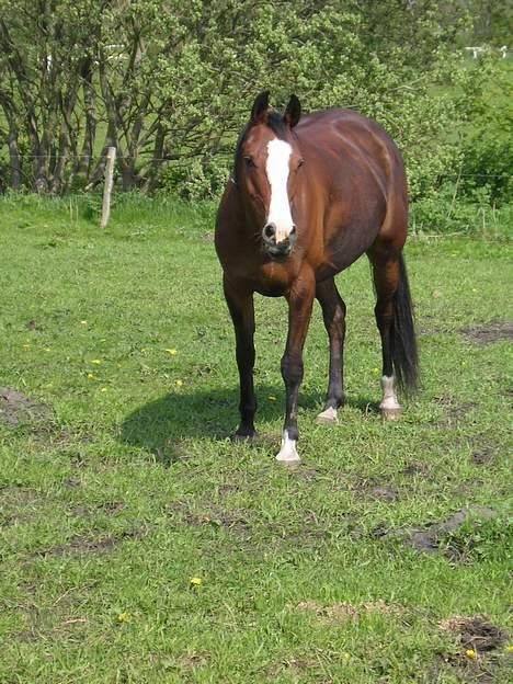 Anden særlig race Flika Solgt. - Flotte lille Flika ! billede 1