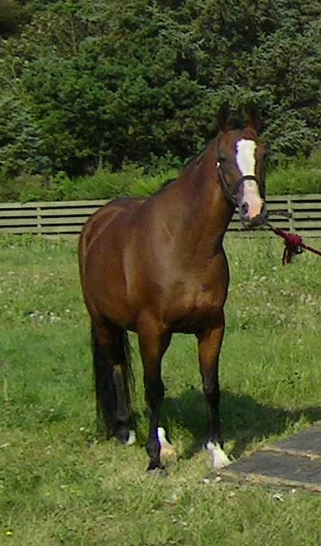 Anden særlig race Flika Solgt. - Her har vi lige været en tur ved stranden.. Flika HADER vand ! men hun kom da ud i det "!! billede 2