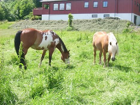 Haflinger AMOR - på sommerbeite billede 8