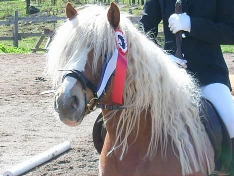 Haflinger AMOR - Amor vant 1 premie billede 9