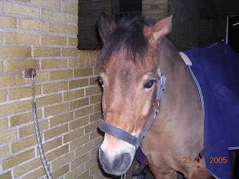 Dartmoor Molly Malone - Smukke Molly  billede 9