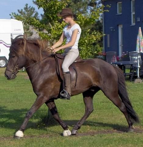 Islænder Kolfaxi frá Skiveren - Kolle under tilridning 03 billede 4