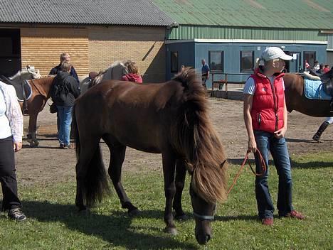 Islænder Kolfaxi frá Skiveren - Fax til stævne. Se den fine farve, nu hvor han har sommerpels:) Sommer 05 billede 5