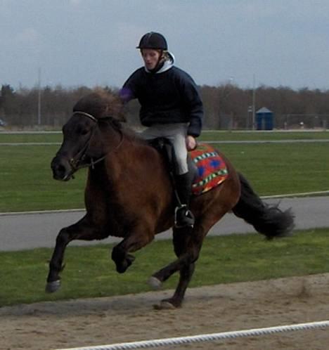 Islænder Kolfaxi frá Skiveren - Galooooop. Vi slog islandsrekorden, og vandt galopløbet, til bededagsstævnet 05. 250m. på 16sekunder! billede 7