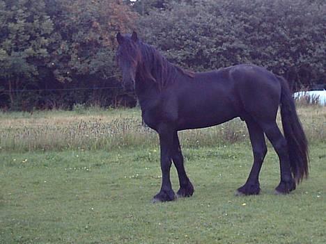 Frieser Jetse billede 1